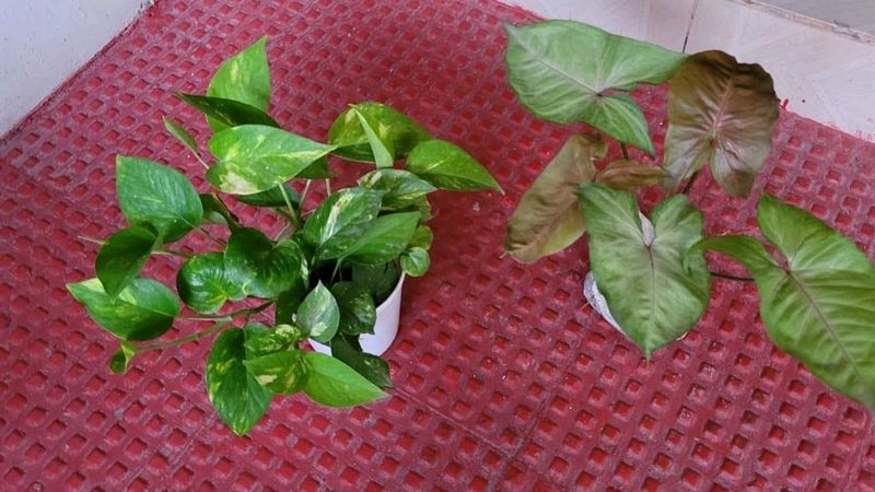 Set 2 Evergreen Money &amp; Arrowhead Plant &amp; Pot