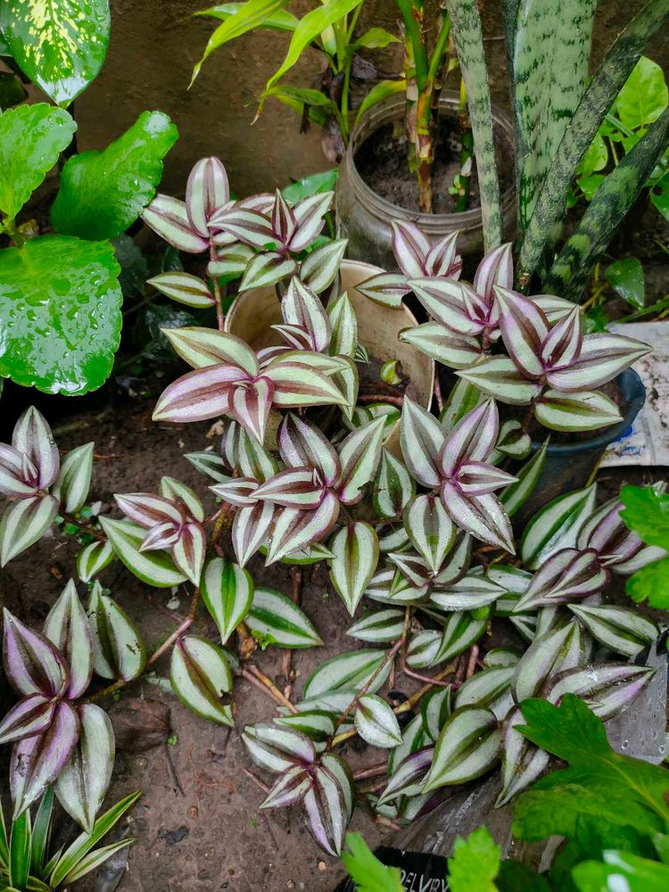 Tradescantia Zebrina Plant for Sale
