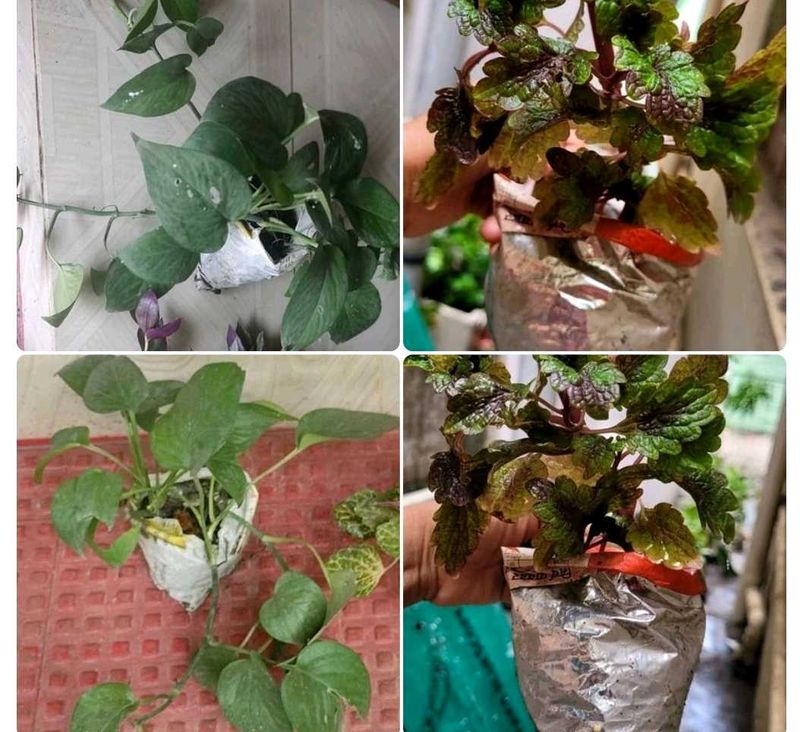 Set 2 Money &amp; Plectranthus Nitidus Plants 🌵