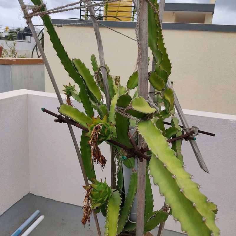Dragon Fruit Plant with roots