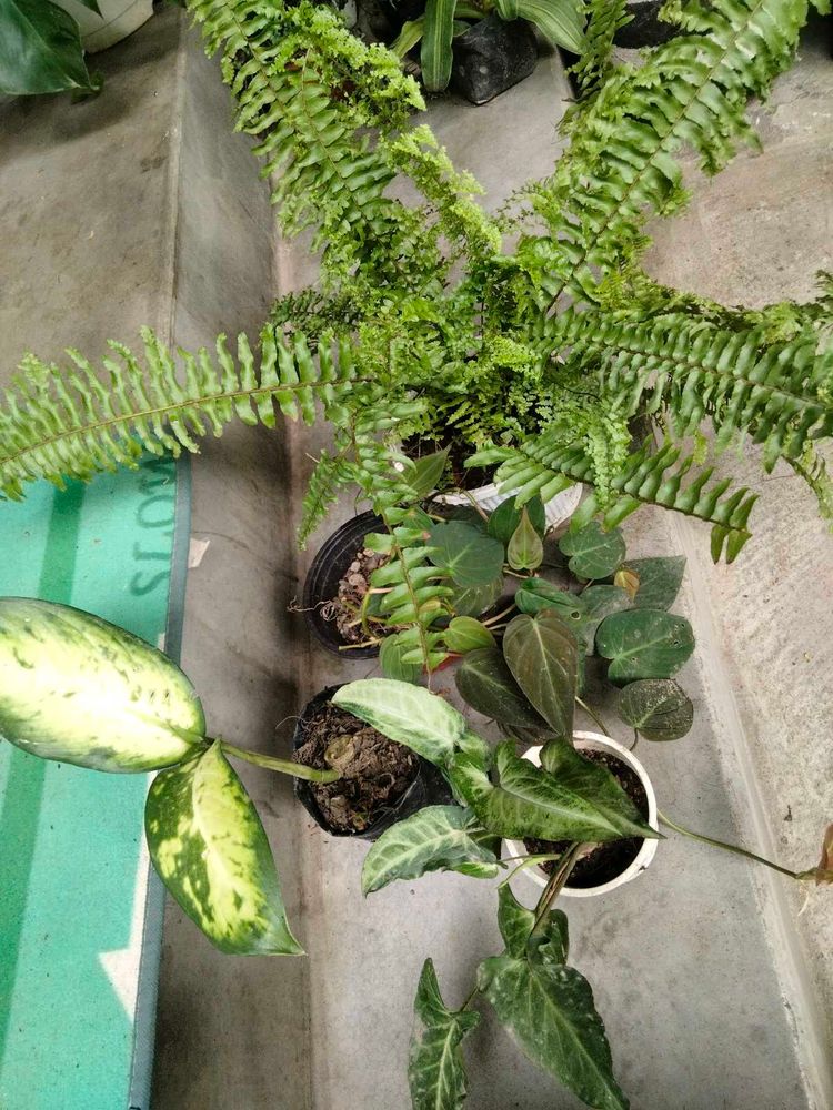 Assorted Plants