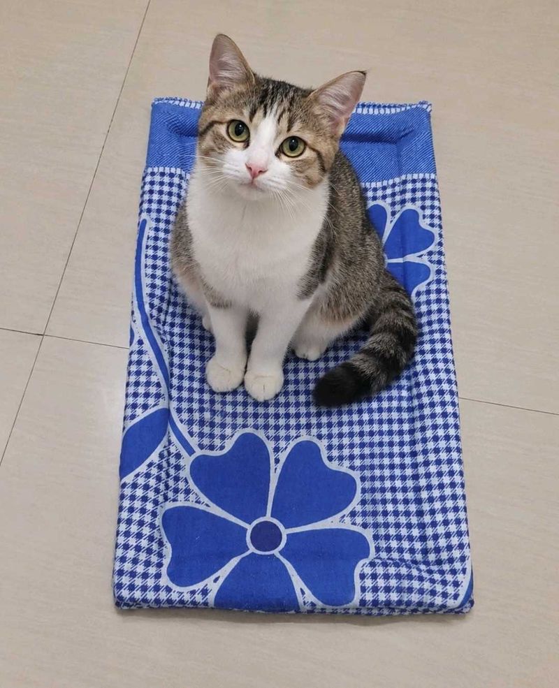Cute Cat on Blue Floral Mat of 1
