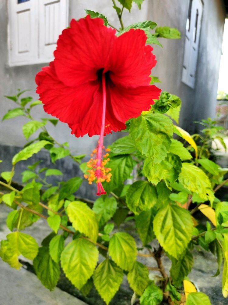 Single Petel Red Hibiscus