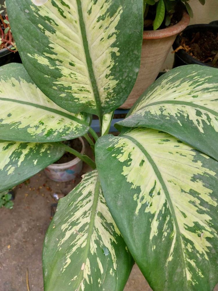 Dieffenbachia Plant