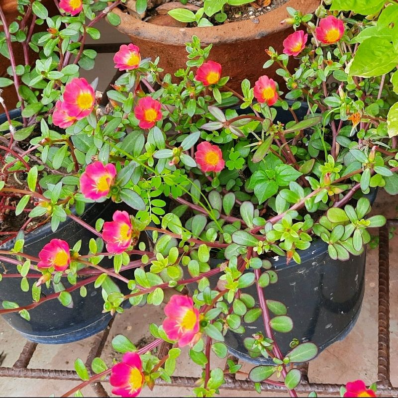 Portulaca