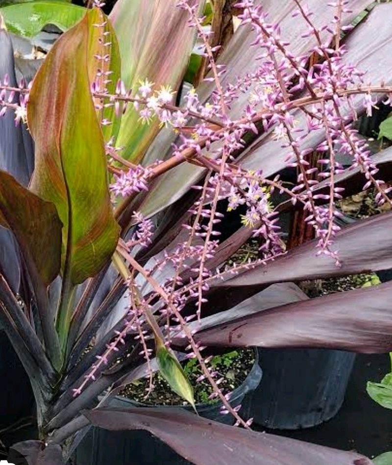 Dracaena Mahatma Plant 🪴 &amp; Pot