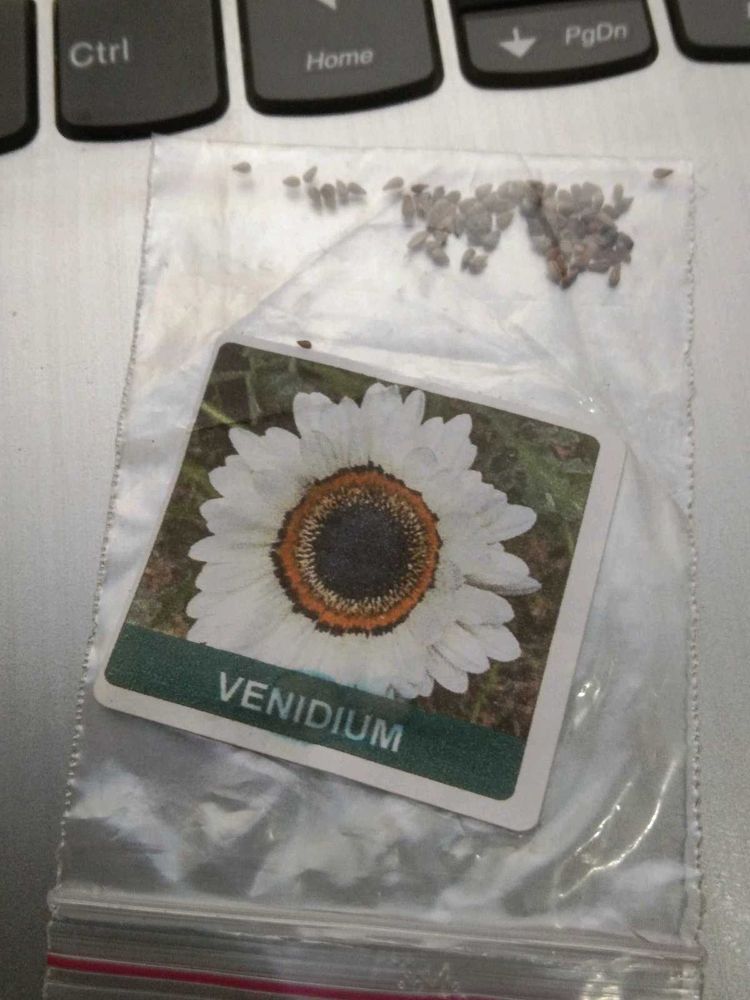 Venidium Flower Seeds