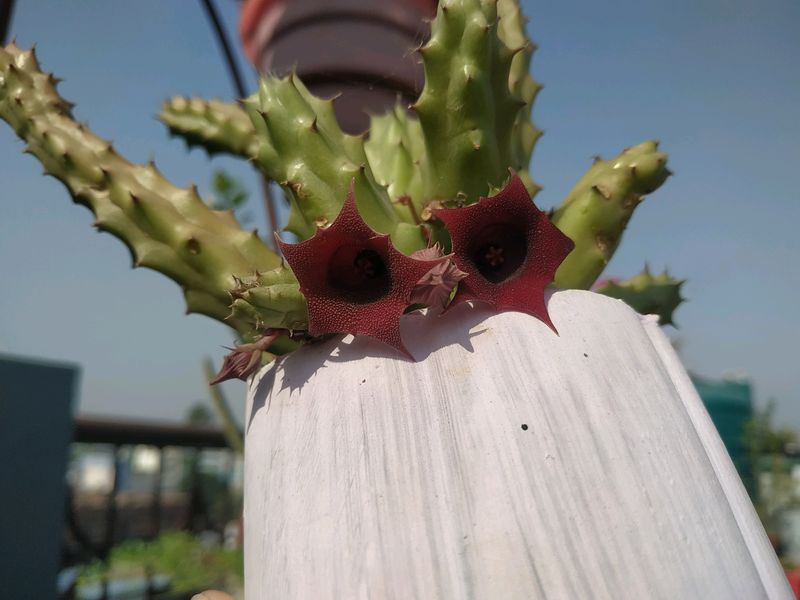 Red Dragon Cactus