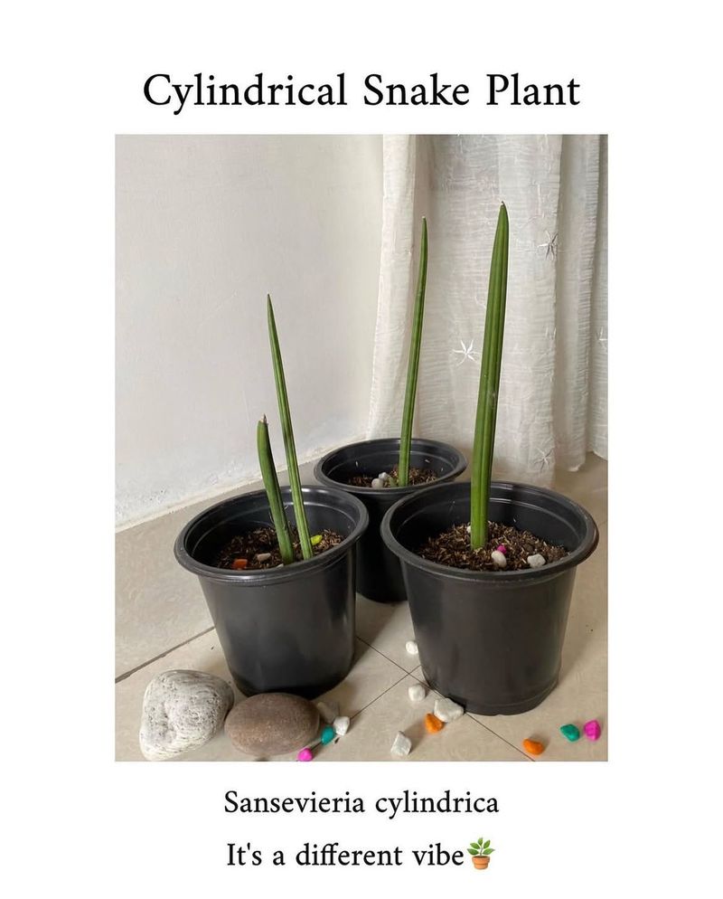 Cylindrical Snake Plant 🌱