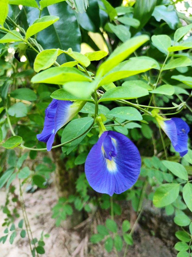 Aparajita Seeds
