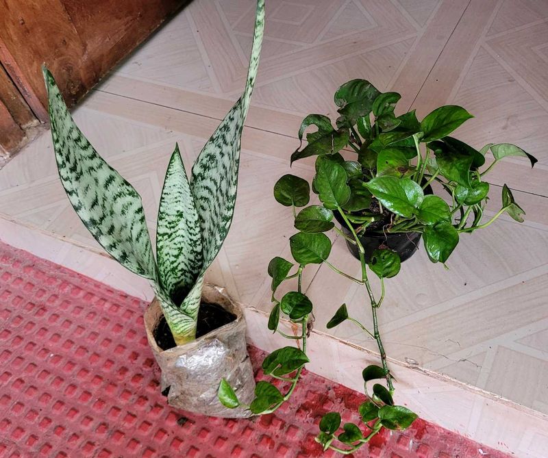 Set 2 Dwarf Snake Plant &amp; Money Plants🪴