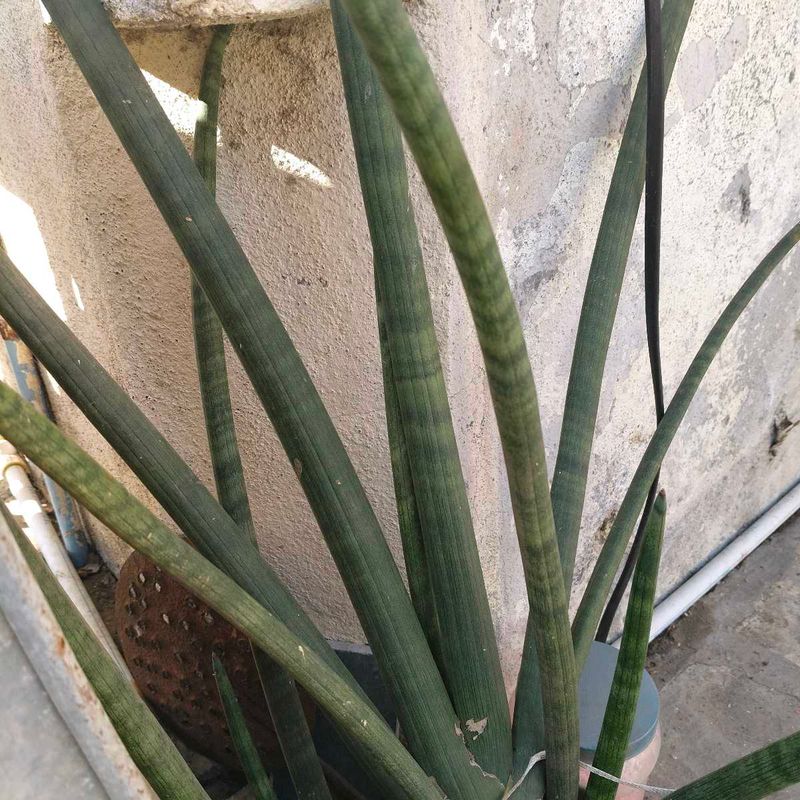 Cylendrica Plant's Baby