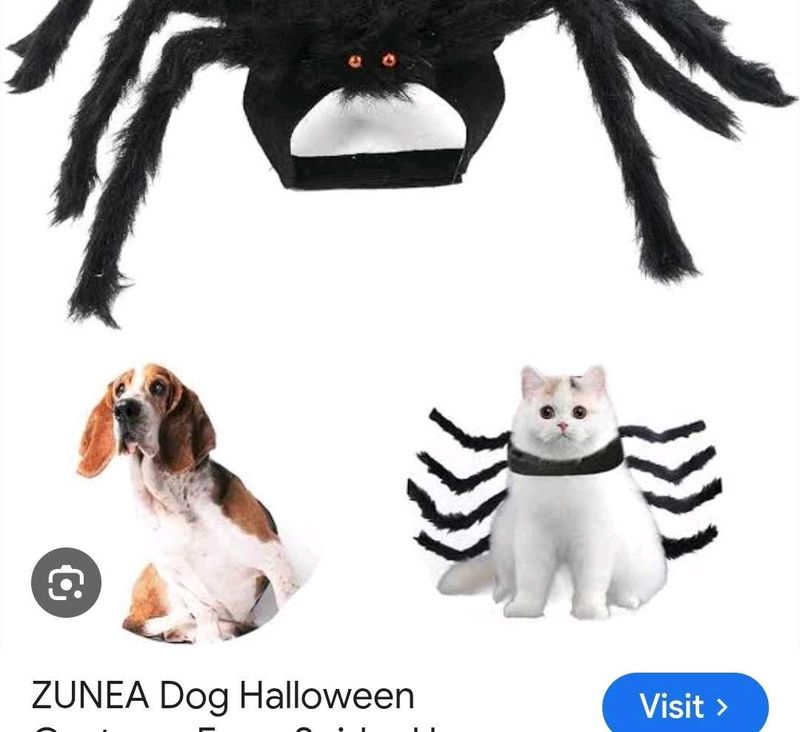 Spider Pet Costume for Halloween