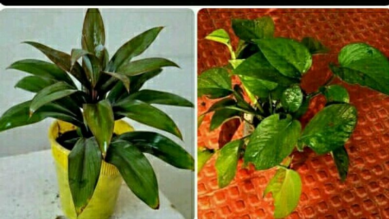 Pack 2 Money &amp; Sayadrian Plant &amp; Pot