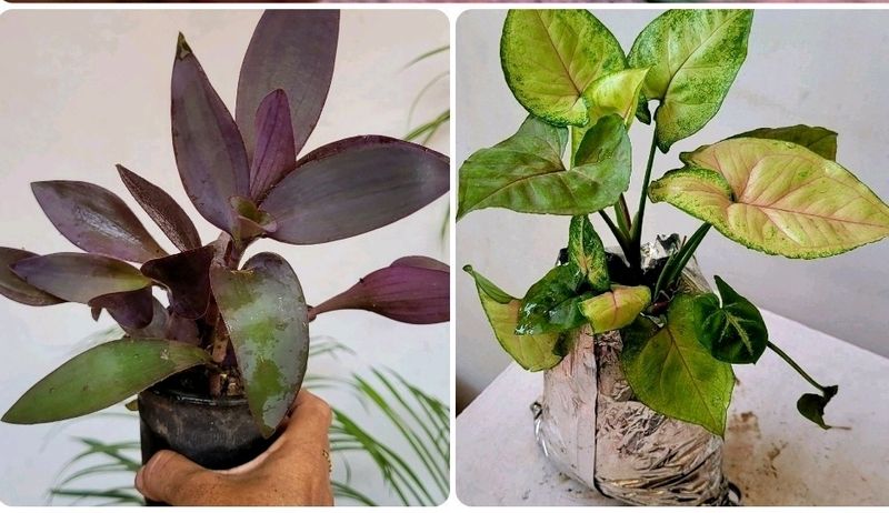 2 Set 🪴 arrowhead vine &amp; Purple Heart 🌴plants