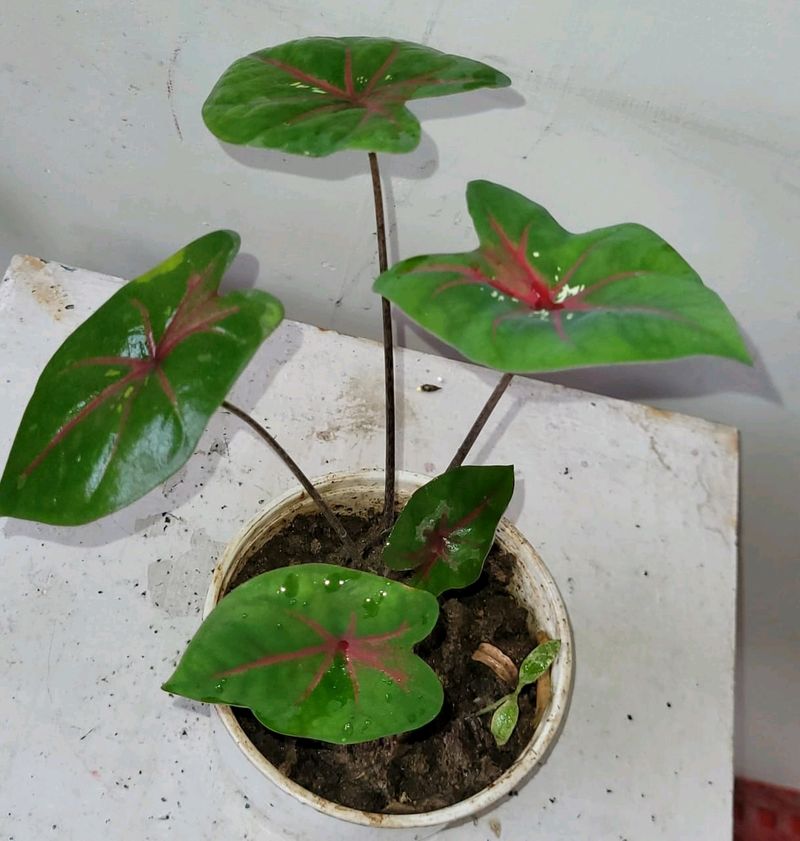 Caladium Biclor Plant🌵&amp; Pot
