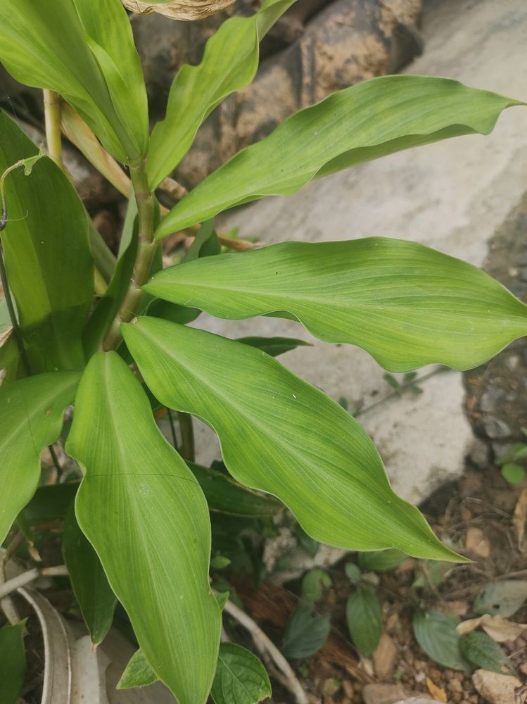 Insulin Plant (Medicinal)