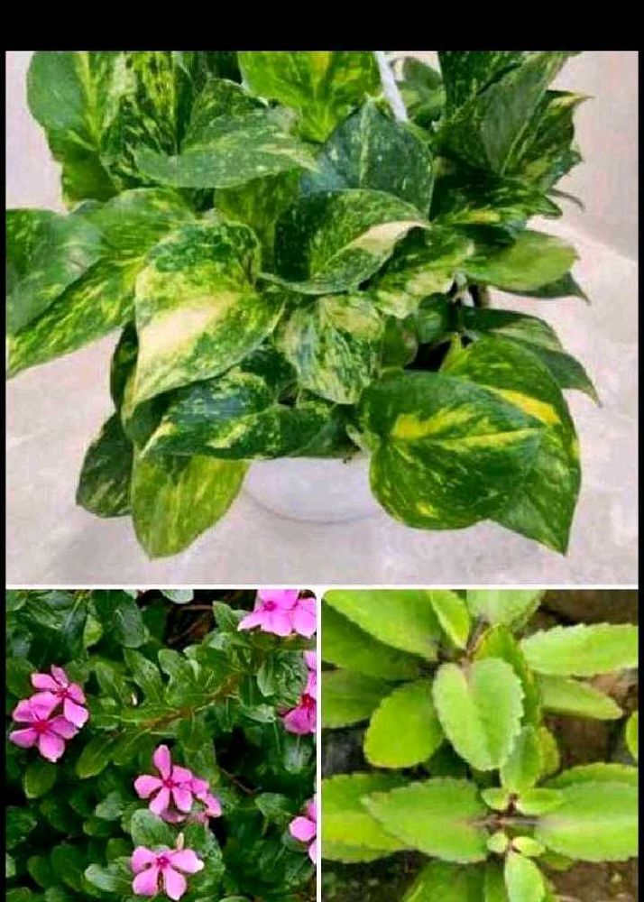 Beautiful 7 Plants