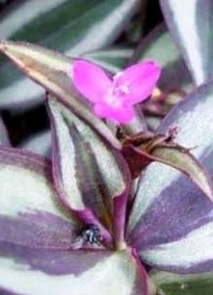 Tradescantia zebrina Plant 🌵&amp; Pot