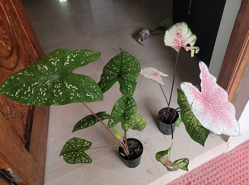 Set 2 ujjalaseeds rare polka &amp; Caladium Pink Plant