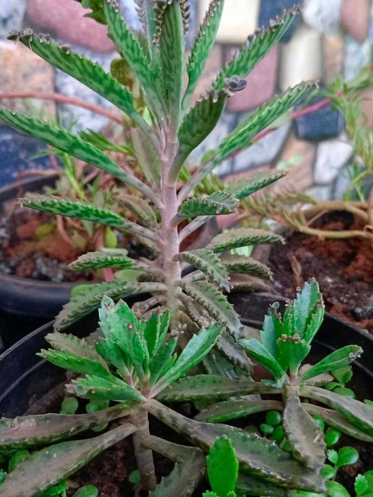 5 Plants In Combo Check Description