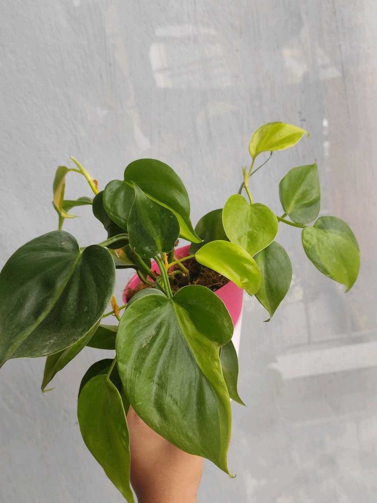 Oxycardium Plant In Self Watering Pot
