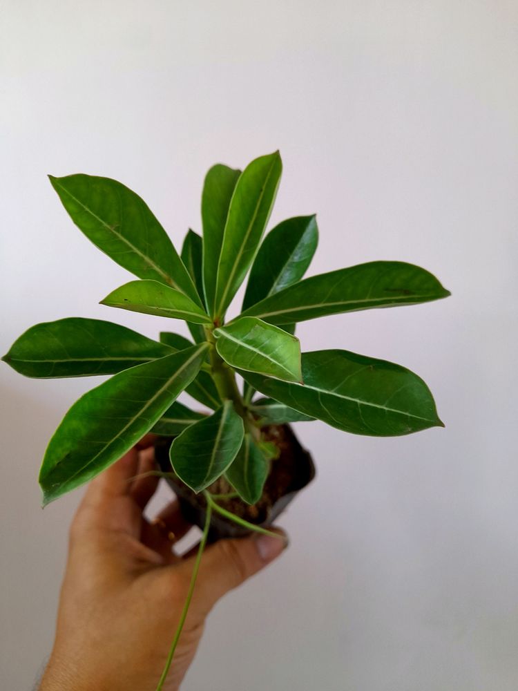 Healthy Adenium 🪴