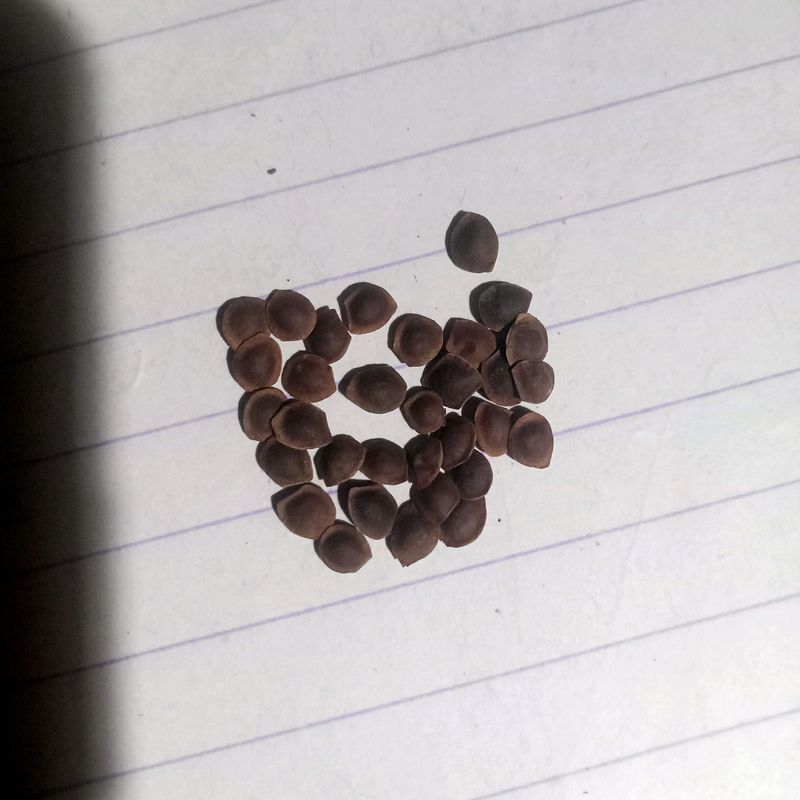 20seed Touch Me Not
