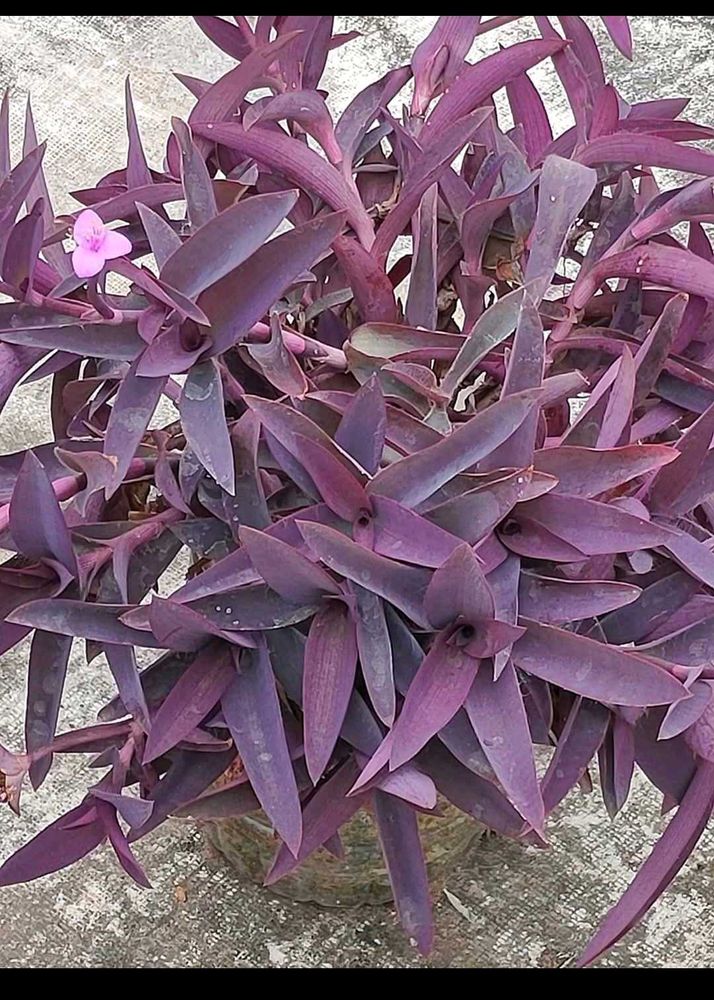 Purple 💜 Live Plant