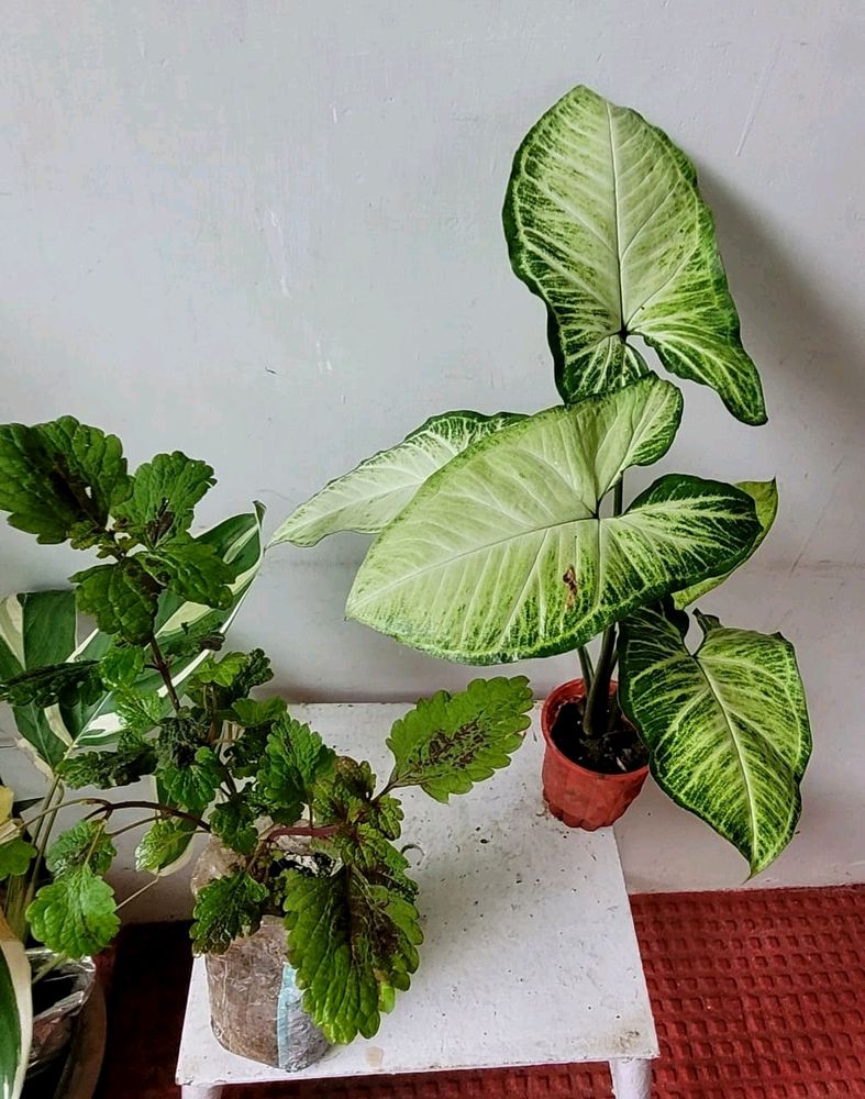 Pack 2 Arrowhead &amp; Plectranthus Nitidus Plans