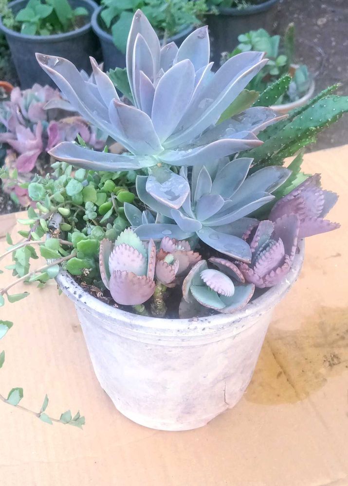 Combo Of Succulent Plant