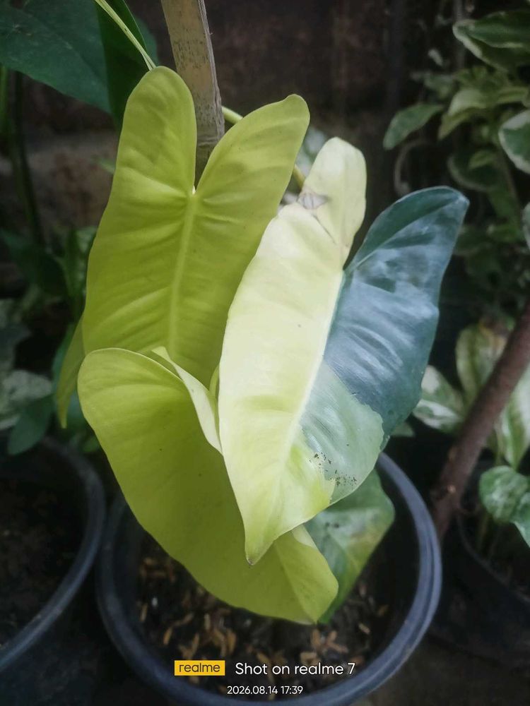 Variegated Philodendron Plant