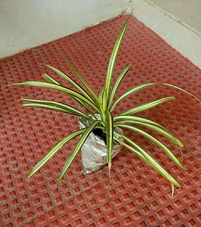 Set 2 Pandanus veitchii Plant 🌵