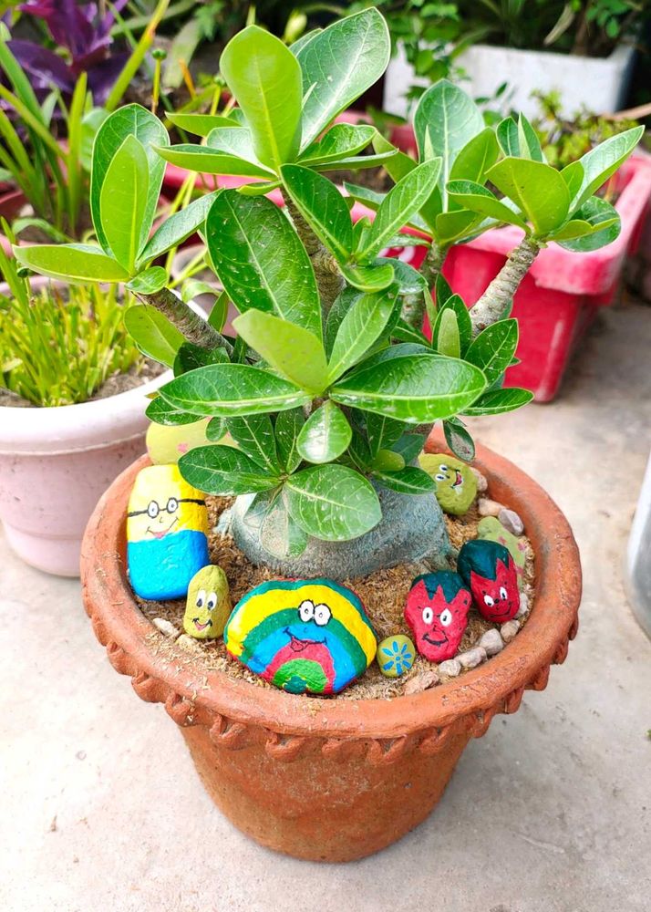 Adenium plant 5 year old