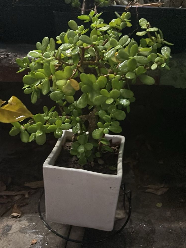 Original Mame Jade Plant in White Pot
