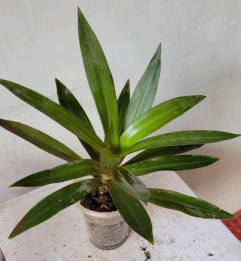 Moses-in-the-Cradle Plant🌵&amp; Pot Indoor/Outdoor
