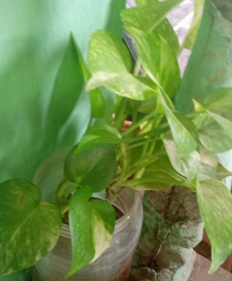Money Plant ☘️