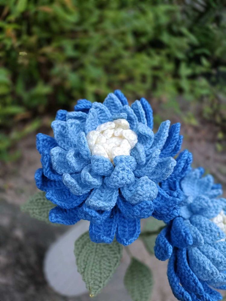 Dahlia Flower (1)