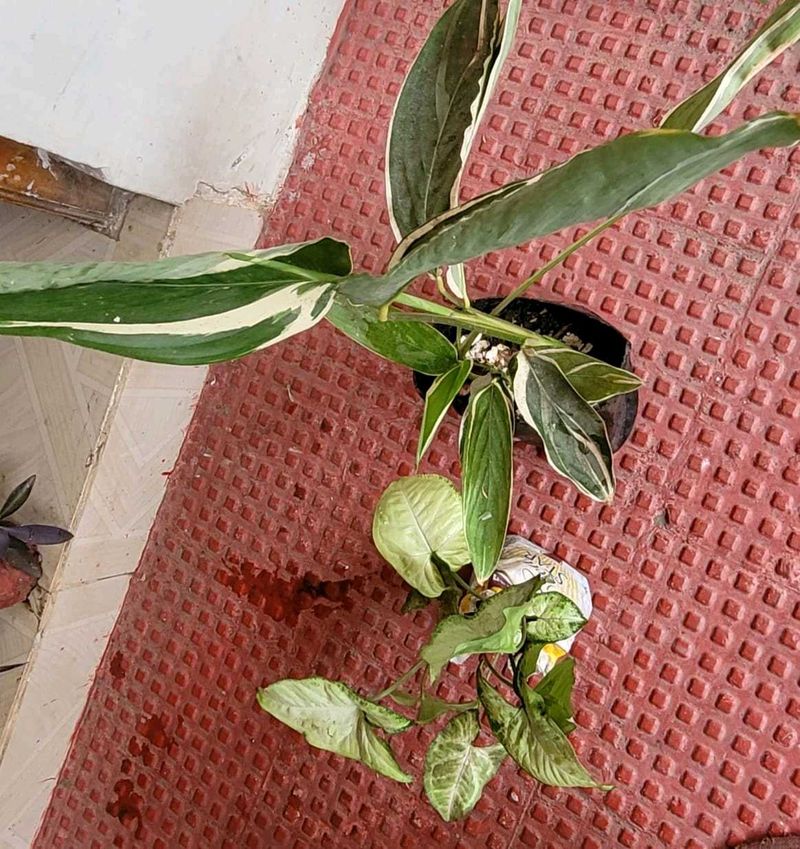 Set 2 Arrowhead &amp; Never.. Plants