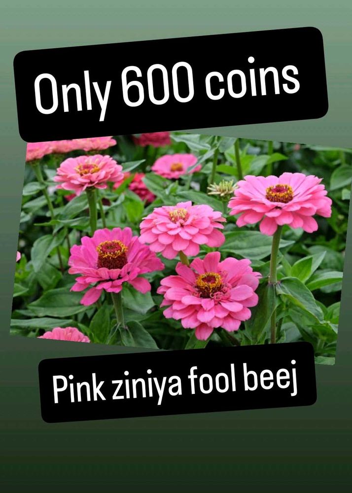 🔥 Pink Zinnia Flower Seeds💕