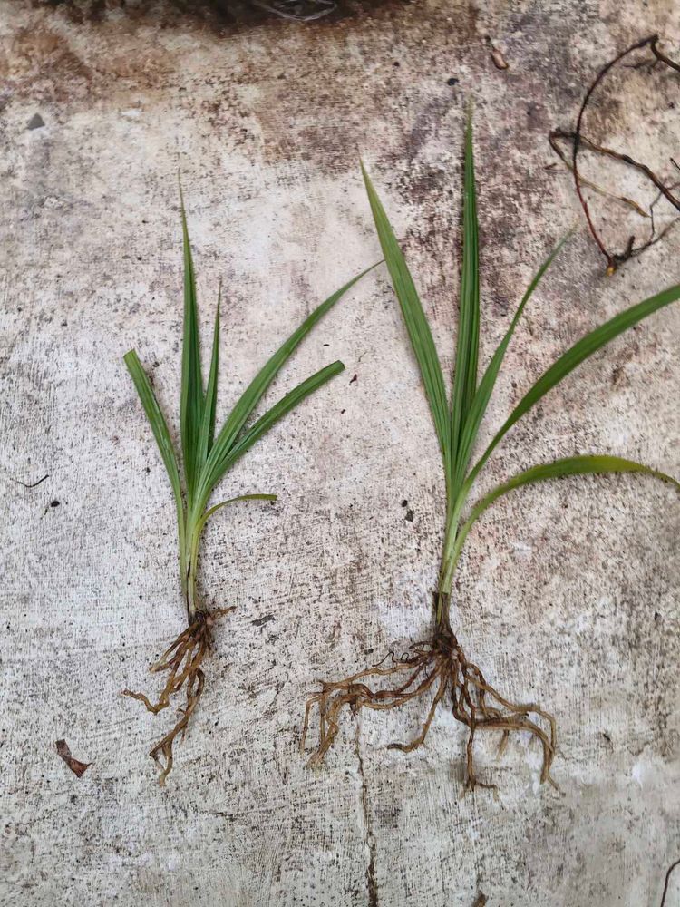 Ground orchid rooted (2 varieties)