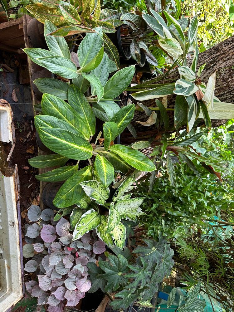 26 Live Root Plants