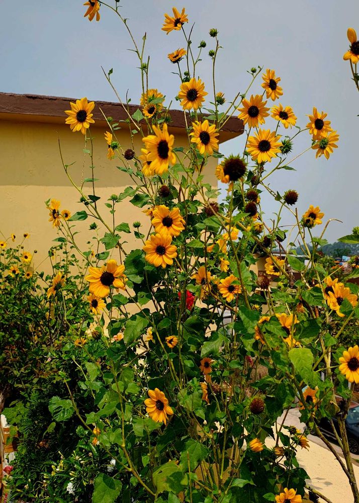 Original Sunflower seeds