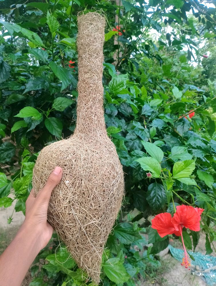 Birds Home Nest Naturally Drop .