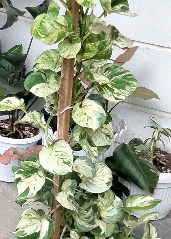 Manjula Pothos 3 Leafs Cutting Available