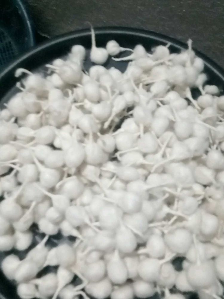 Cotton Wicks for Pooja