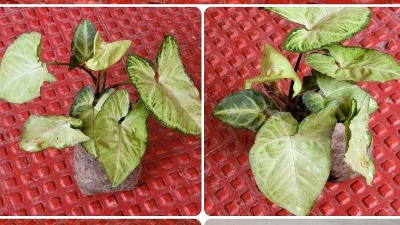 2 Pack Arrowhead Plants 🌱
