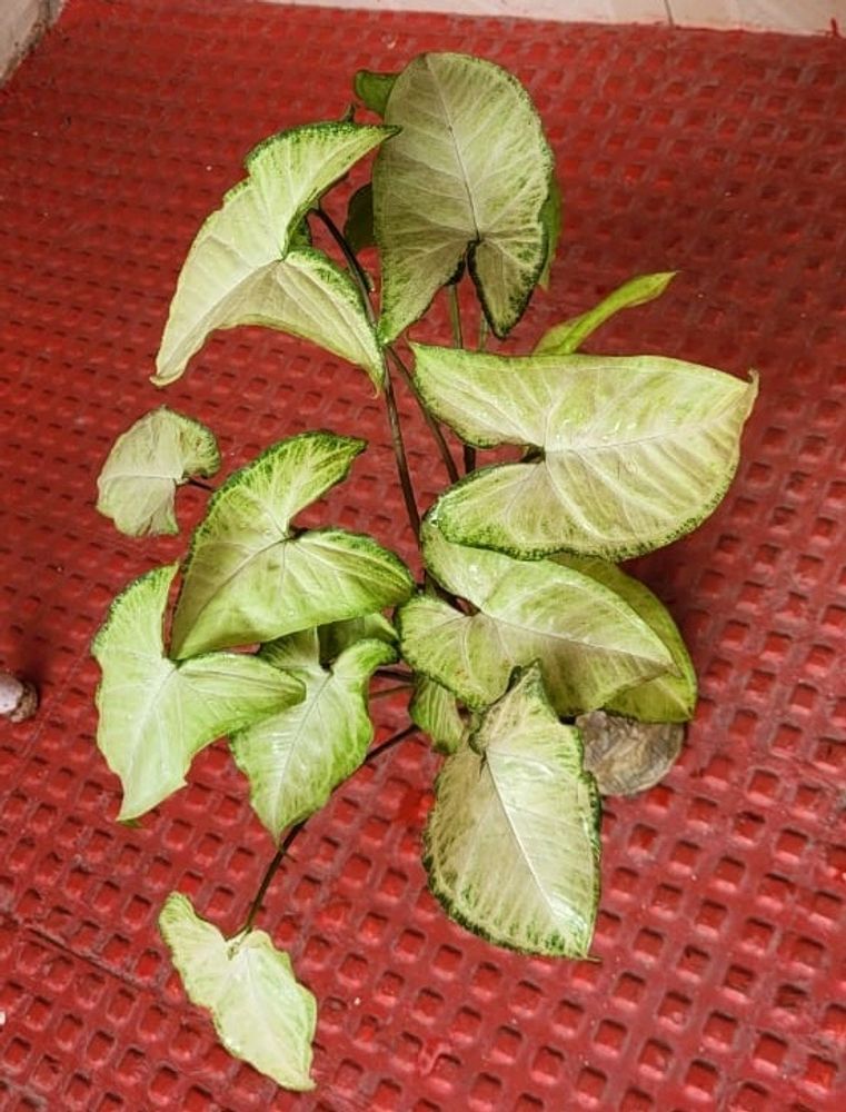 Ever green arrowhead plant 🌿