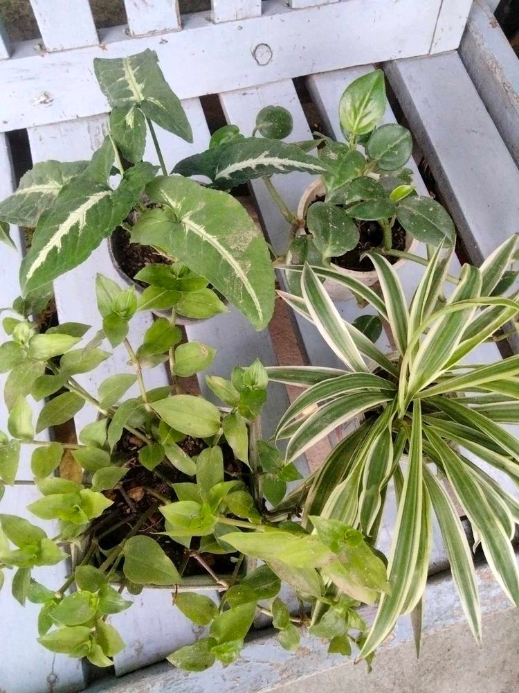plants for home